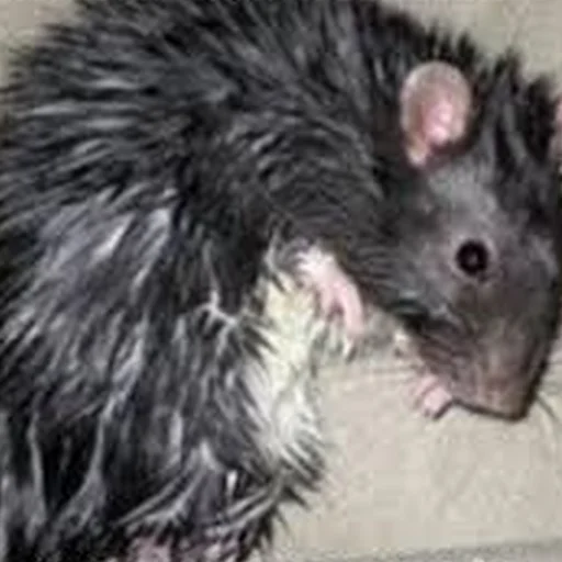 Sticker Cute Copies Of Judas - 6