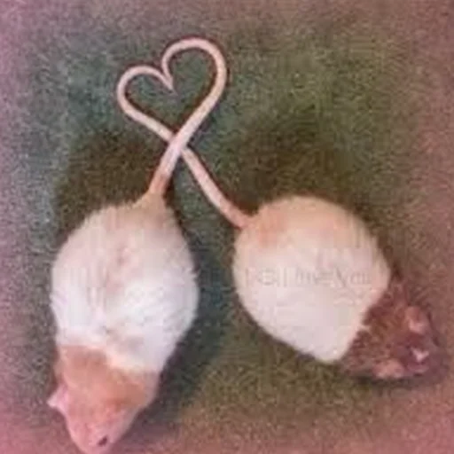 Sticker Cute Copies Of Judas - 4