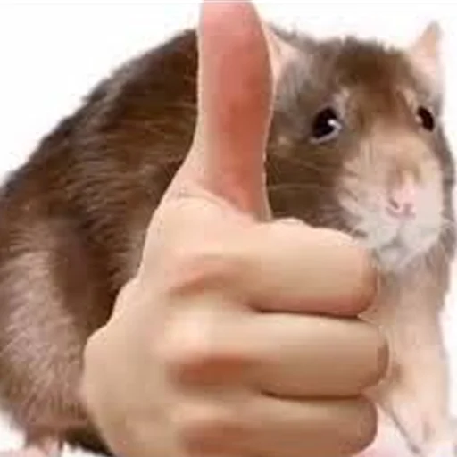 Sticker Cute Copies Of Judas - 3