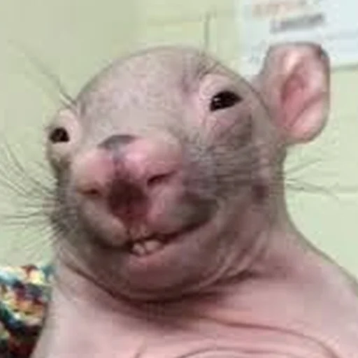 Sticker Cute Copies Of Judas - 1