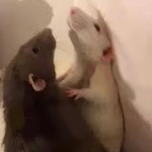 Sticker Cute Copies Of Judas - 0