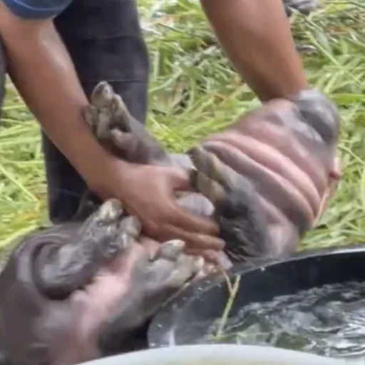 Стикер CuteMooDeng - 1