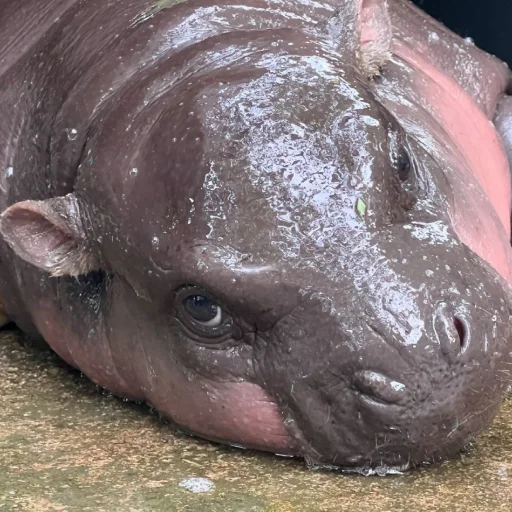 Стикер CuteMooDeng - 1