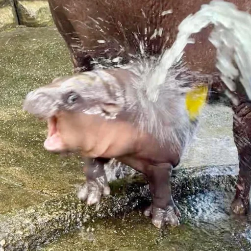 Sticker CuteMooDeng - 1