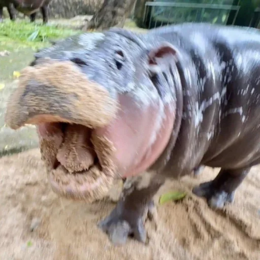 Sticker CuteMooDeng - 1