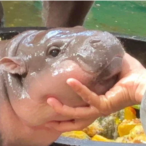 Sticker CuteMooDeng - 1