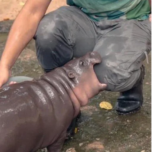 Sticker CuteMooDeng - 1