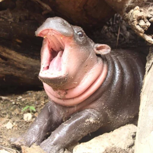 Sticker CuteMooDeng - 1