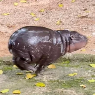 Стикер MooDeng - 1