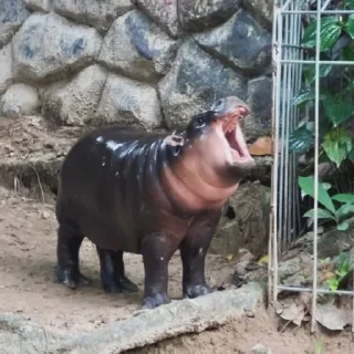 Стикер MooDeng - 7