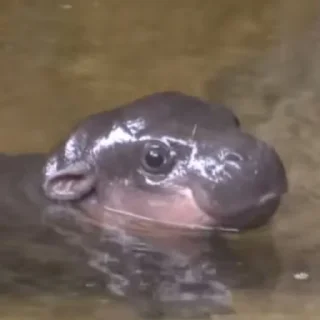 Стикер MooDeng - 3