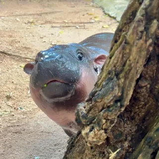 Стикер MooDeng - 11