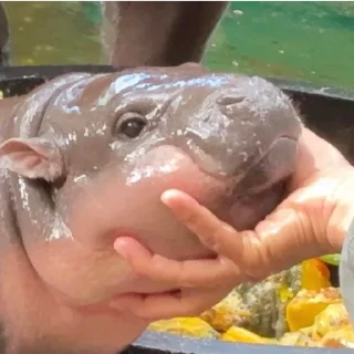 Стикер MooDeng - 4