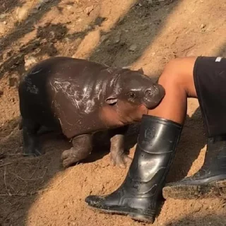 Стикер MooDeng - 5