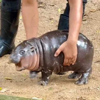 Стикер MooDeng - 8