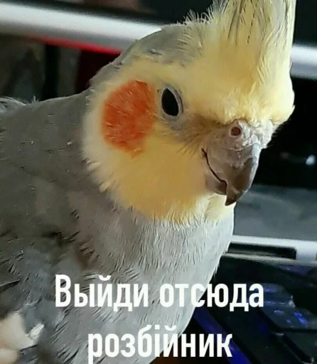 Стикер CuteParrotsMeme - 1