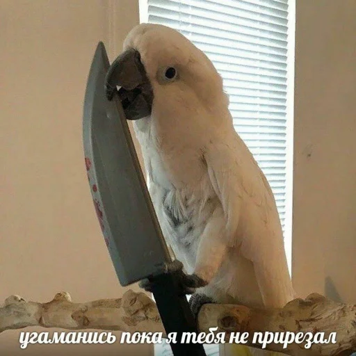 Sticker CuteParrotsMeme - 1