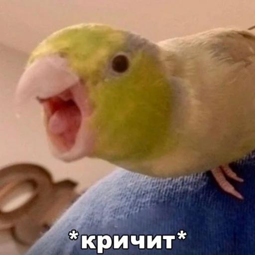 Sticker CuteParrotsMeme - 1