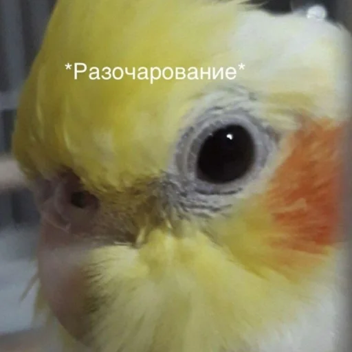 Стикер CuteParrotsMeme - 1