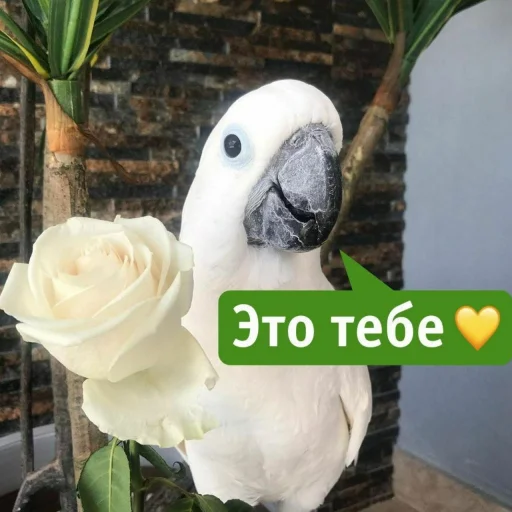 Sticker CuteParrotsMeme - 1