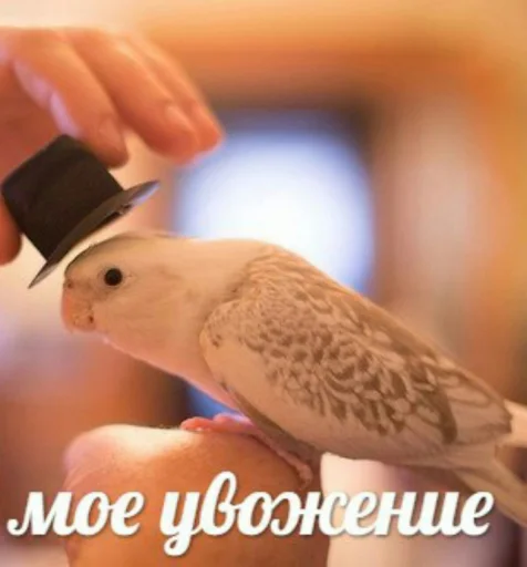 Стикер CuteParrotsMeme - 1