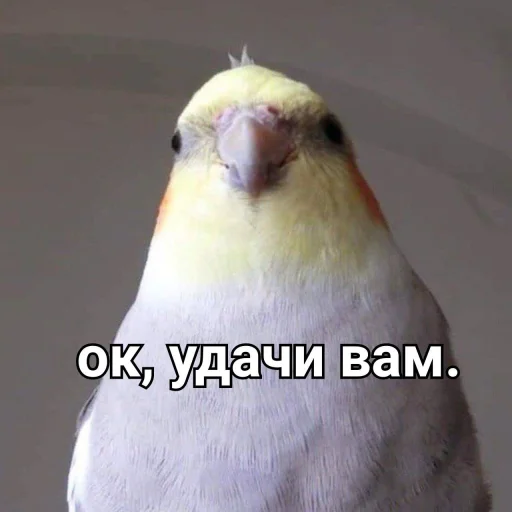 Sticker CuteParrotsMeme - 1
