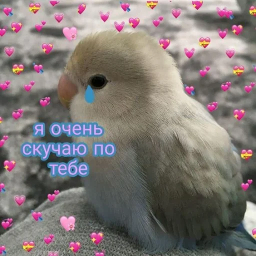 Стикер CuteParrotsMeme - 1