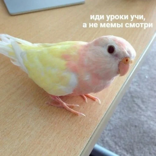 Sticker CuteParrotsMeme - 1