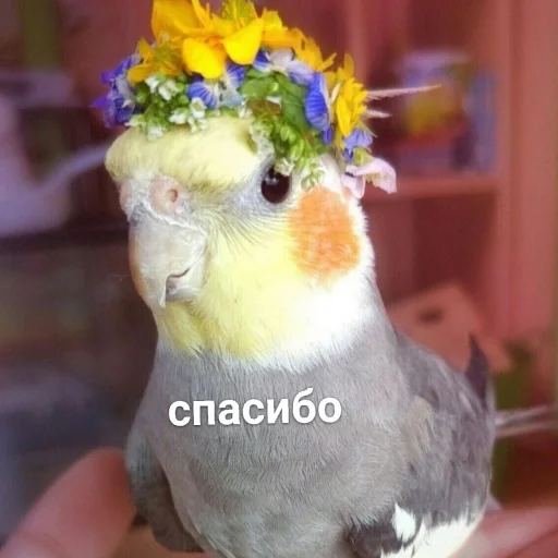 Sticker CuteParrotsMeme - 1