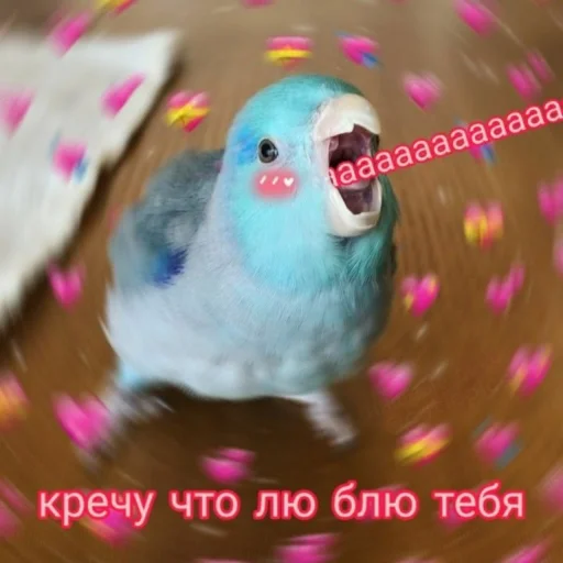 Sticker CuteParrotsMeme - 1
