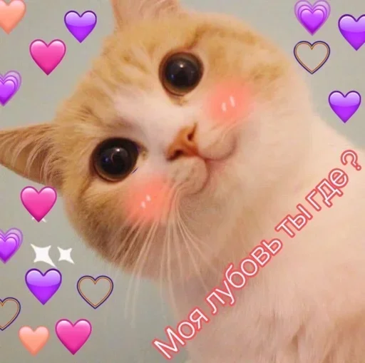 кошка животное домашняя кошка