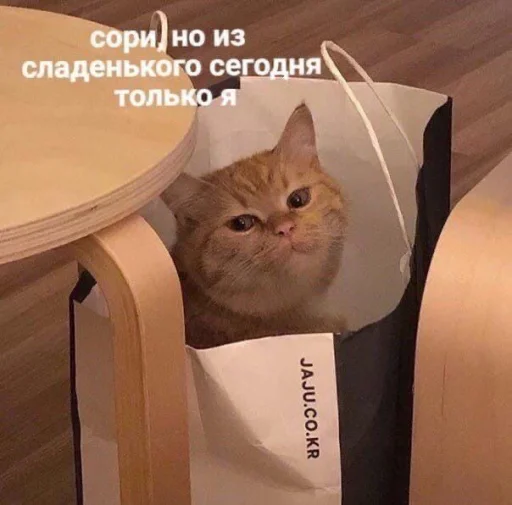 СМС кошка животное
