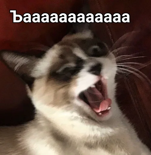 млекопитающее животное кошка