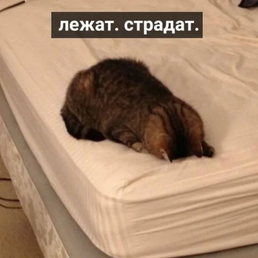 кровать животное комнатный