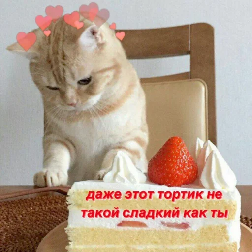 торт на день рождения кошка животное