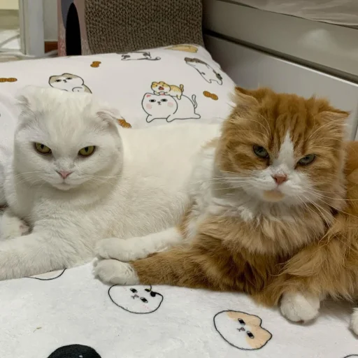 Sticker CUTEST KITTINS PACK EVER - 5