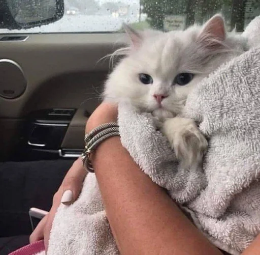 Sticker CUTEST KITTINS PACK EVER - 4