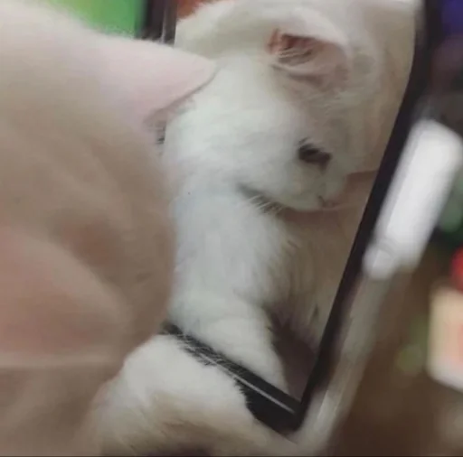 Sticker CUTEST KITTINS PACK EVER - 3