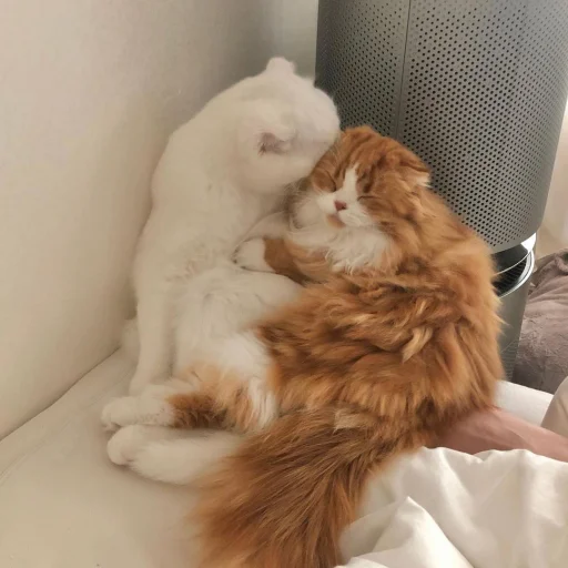 Sticker CUTEST KITTINS PACK EVER - 1