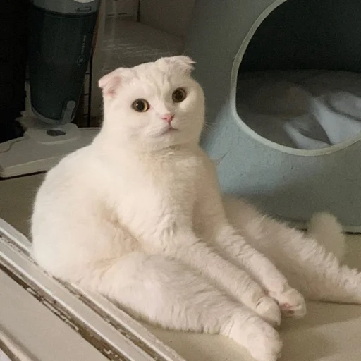 Sticker CUTEST KITTINS PACK EVER - 0