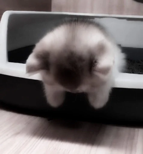 ⲥⲁⲧⲋ.) :: @fStikBot - 