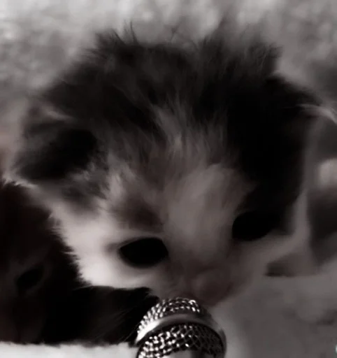 Sticker ⲥⲁⲧⲋ.) :: @fStikBot - 11