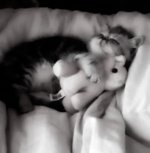 Sticker ⲥⲁⲧⲋ.) :: @fStikBot - 10