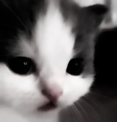 Sticker ⲥⲁⲧⲋ.) :: @fStikBot - 7