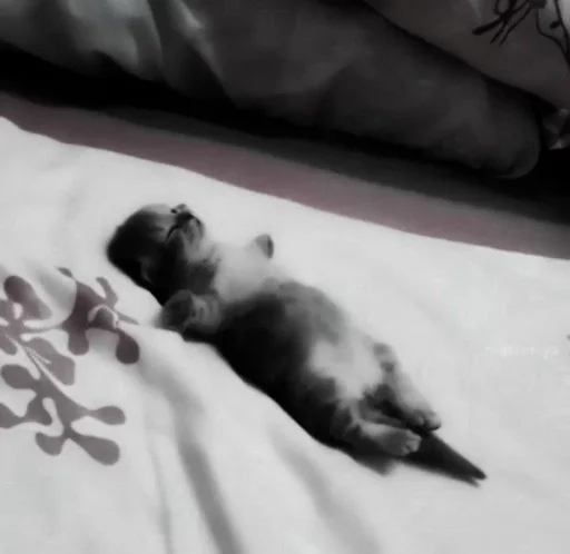 Sticker ⲥⲁⲧⲋ.) :: @fStikBot - 2