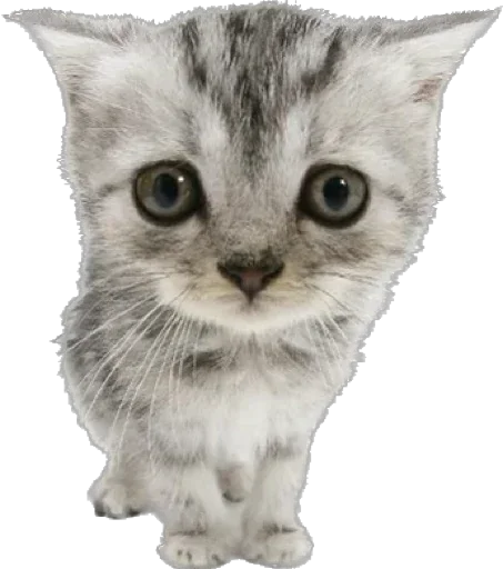 Cutie Cats @SbornikStickers - 