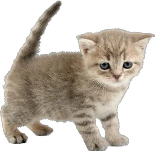 Sticker CutieCats1Sbor - 1