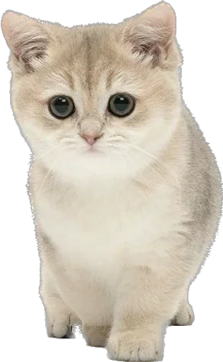 Стикер CutieCats1Sbor - 1