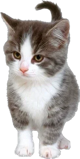 Sticker CutieCats1Sbor - 1