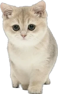 Sticker Cutie Cats @SbornikStickers - 9